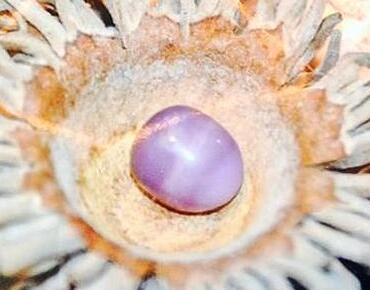 女子15美元买小蛤蜊 吃出价值近2万的紫色珍珠
